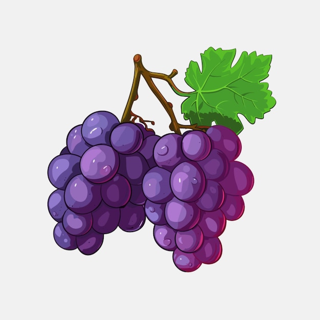 Vector de uvas sobre fondo blanco