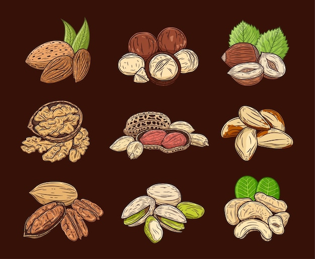 Vector varias nueces ilustración colorida