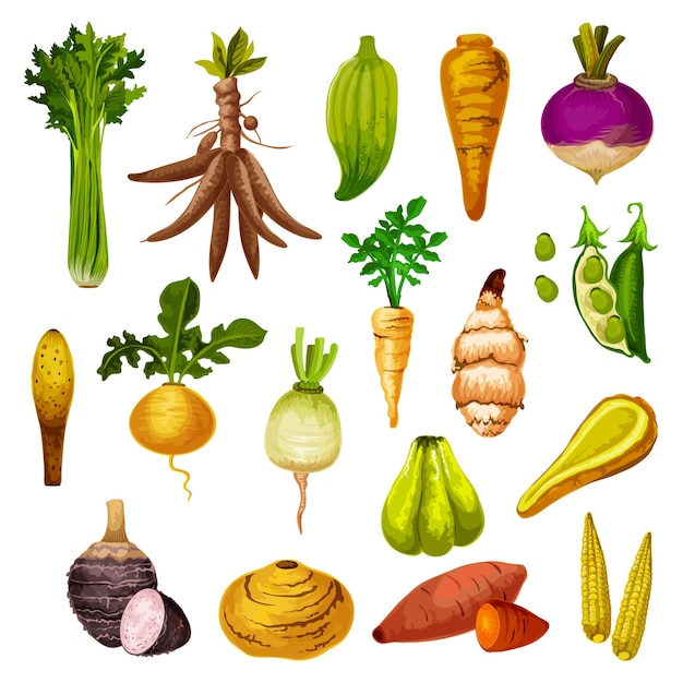 Vector de vegetales y verduras de raíz exótica