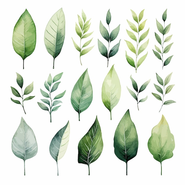 Vector verde hojas vector acuarela conjunto