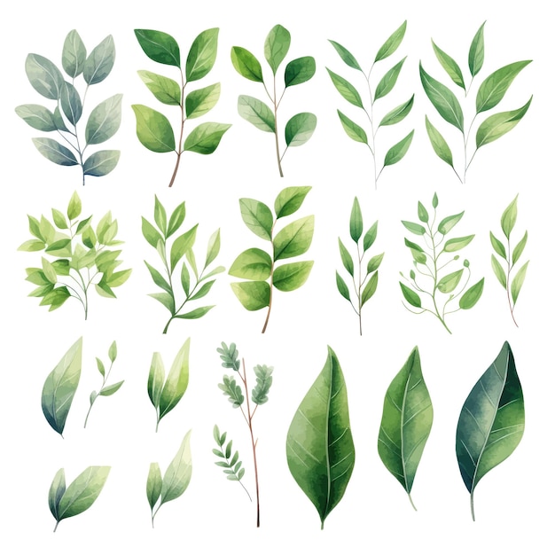 Vector verde hojas vector acuarela conjunto