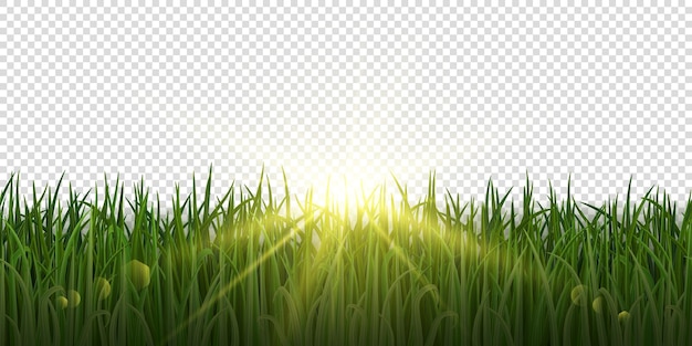 Vector verde primavera hierba realista con luz solar en fondo transparente hierba con borde sin costuras