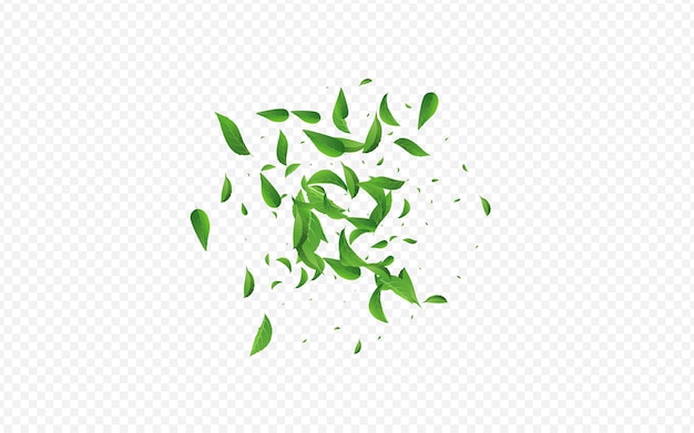 El vector verde transparente es transparente