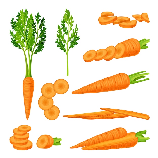 Vector de zanahorias enteras y cortadas en rodajas Set de verduras frescas realistas con hojas superiores aisladas sobre un fondo blanco