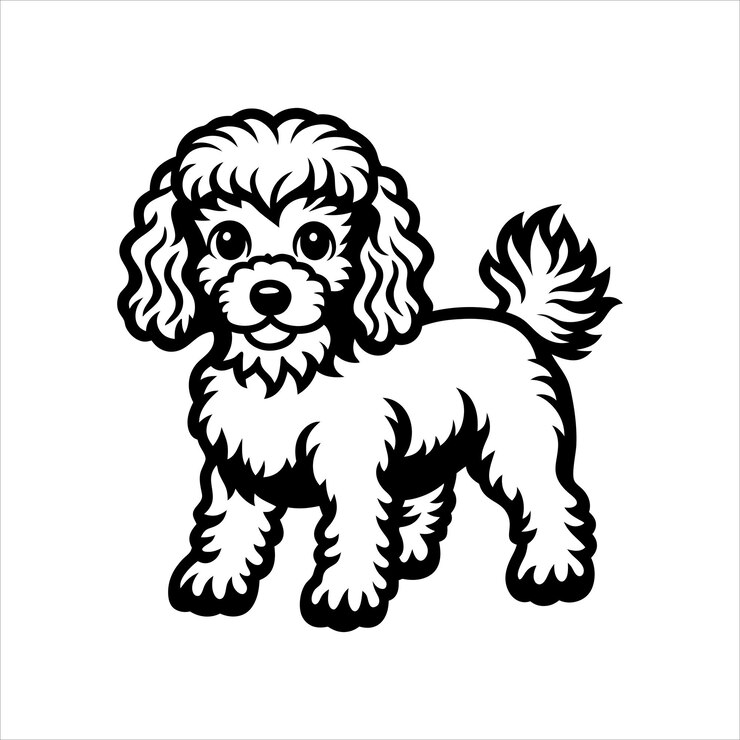 Vector los vectores de caniche de juguete svg