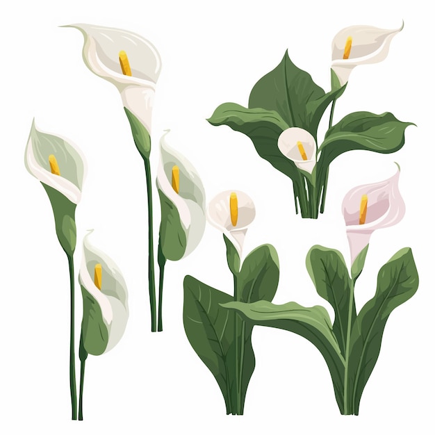 Estos vectores de flores Calla harán que su diseño sea hermoso y encantador