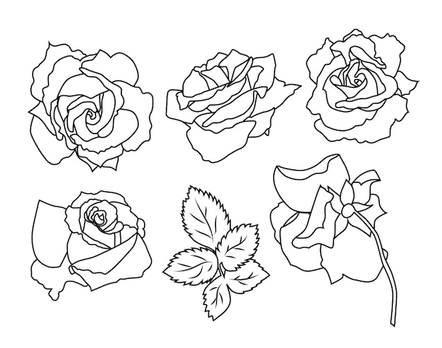 Vectorial de Rosas