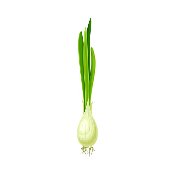 Vector vegetable de cebolla verde madura como alimento crudo saludable e ilustración vectorial de cultivo de jardín de primer plano