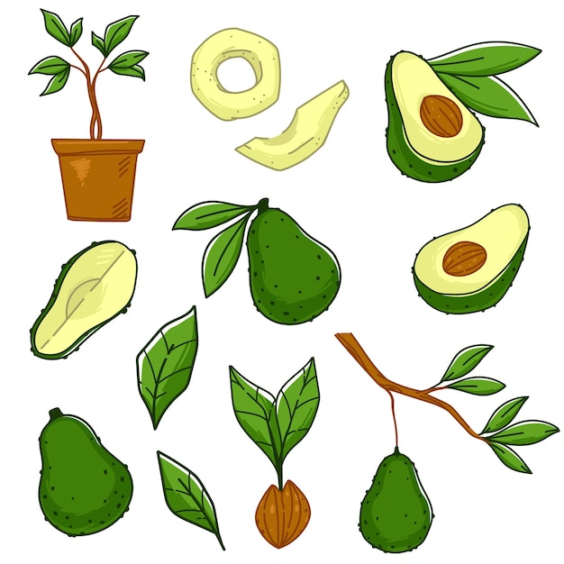 Vector vegetal de aguacate que crece en el vector de rama de árbol