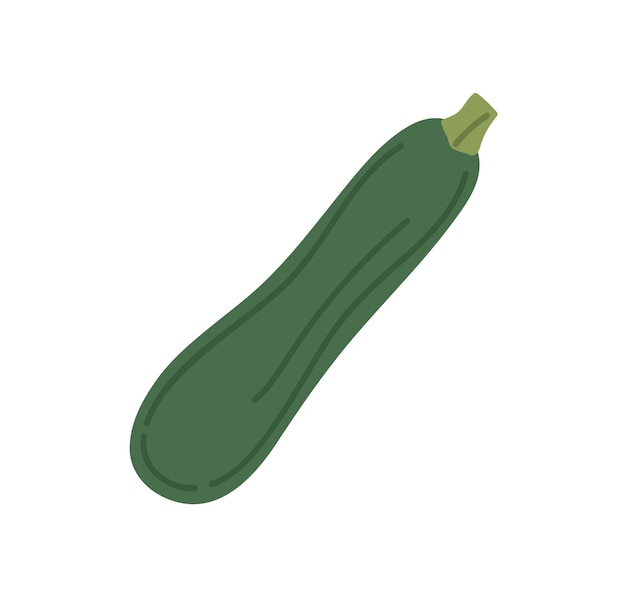 Vegetal de calabacín verde. Icono de calabacín entero fresco. Vegetales de calabaza cruda. Comida vegetariana saludable. Ilustración de vector plano de calabacín aislado sobre fondo blanco.