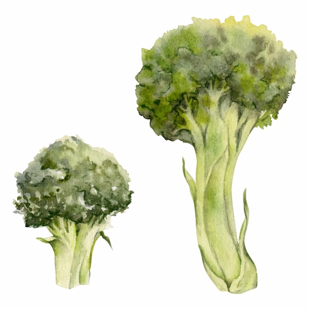 Vegetal verde de brócoli acuarela dibujado a mano para dieta y estilo de vida saludable cocina vegana Ilustración objeto único aislado sobre fondo blanco Diseño para menú de tarjeta de sitio web de impresión de carteles