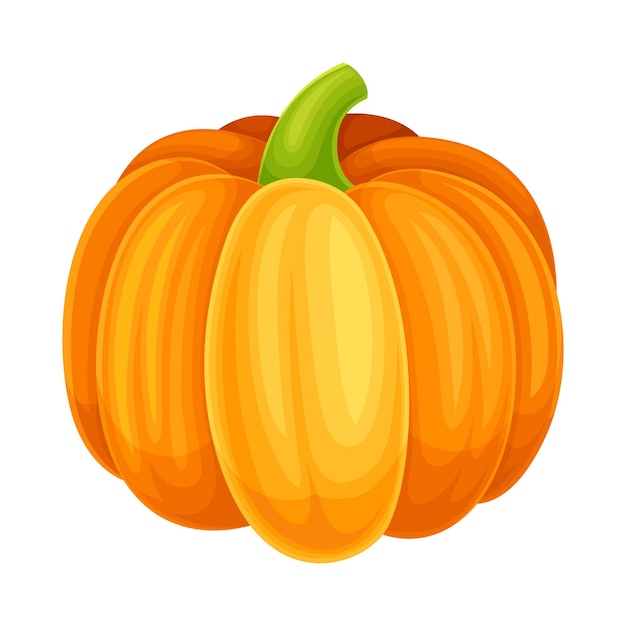 Vegetales de calabaza naranja madura como alimento crudo saludable e Ilustración vectorial de cultivo de jardín en primer plano
