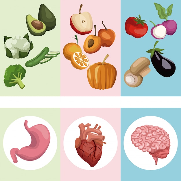 Vegetales y frutas con órganos cuerpo humano