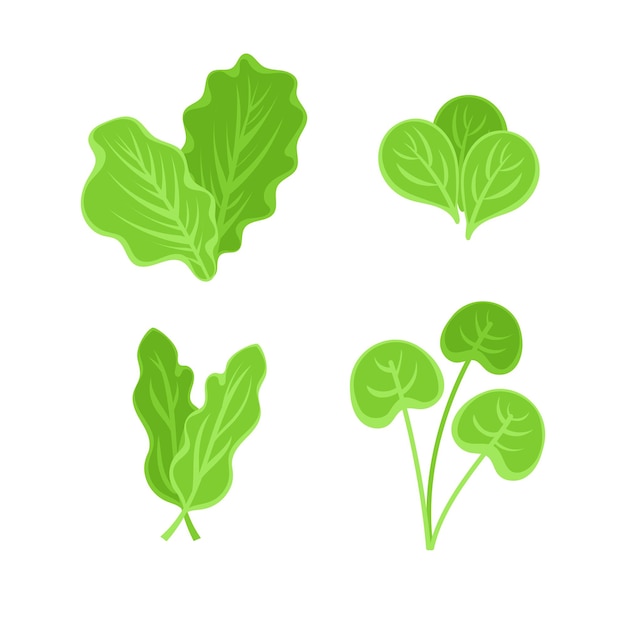 Vegetales de hoja o verduras para ensaladas Vegetables de hoja alimentos vegetarianos orgánicos
