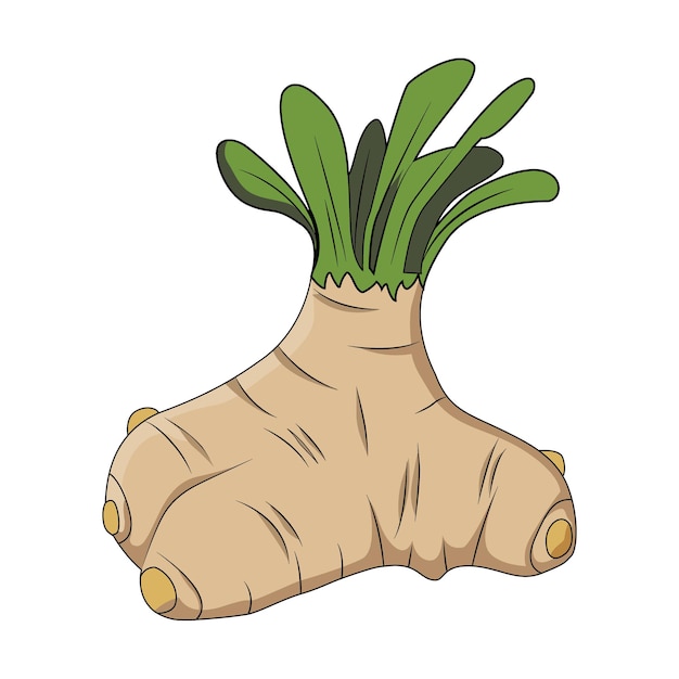 Vegetales de jengibre llenos con hojas verdes Ilustración vectorial