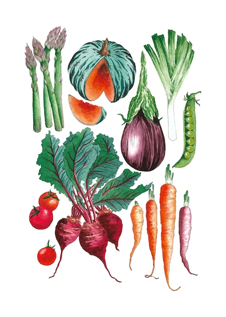 Vegetales orgánicos saludables establecer ilustración acuarela