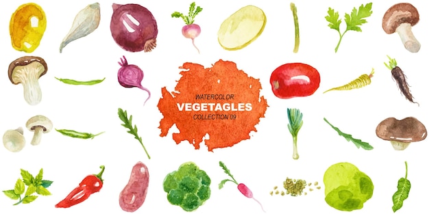 Vegetales pintados con acuarela vectorial Elementos de diseño dibujados a mano aislados sobre un fondo blanco