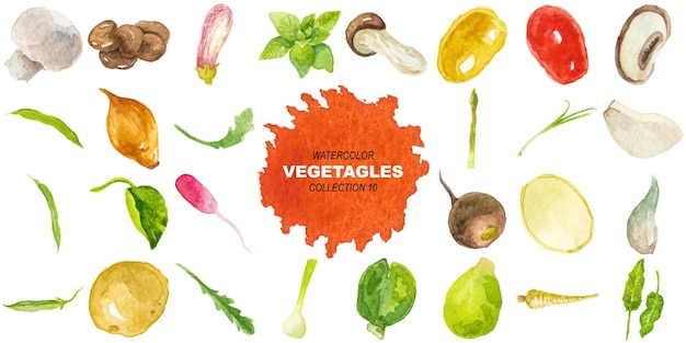 Vegetales pintados con acuarela vectorial Elementos de diseño dibujados a mano aislados sobre un fondo blanco