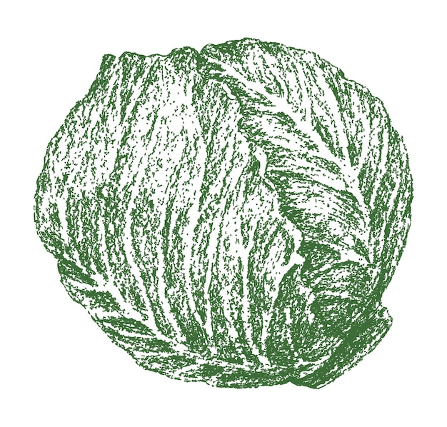 Vegetales de repollo verdes maduros alimentos vegetarianos de una sola textura Vector dibujo a mano aislado en blanco