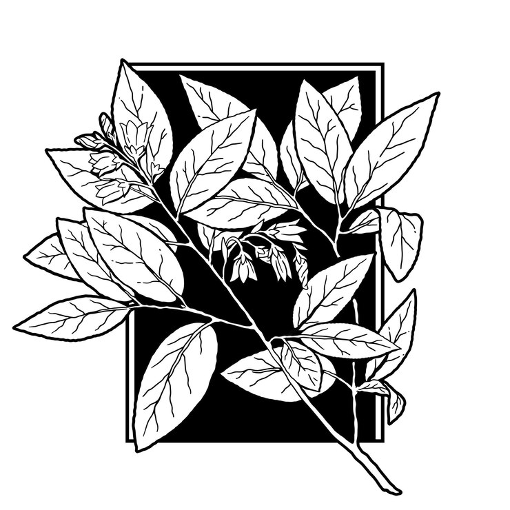 Vector vegetales vectores