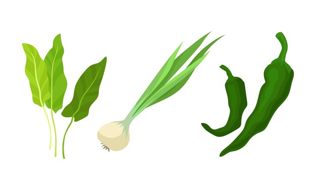 Vegetales verdes con conjunto vectorial de pimienta y cebolla