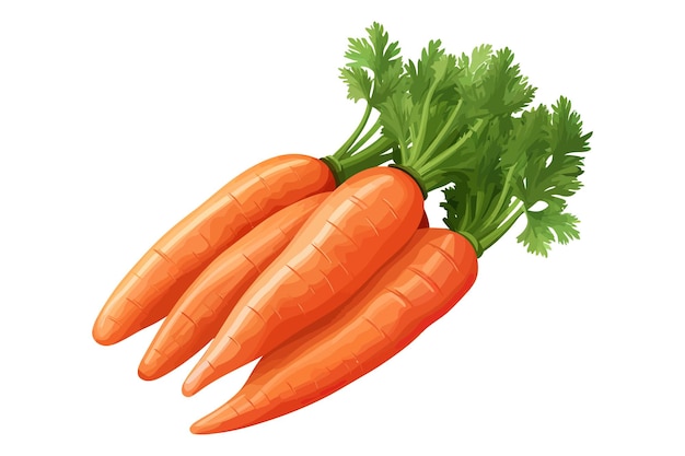 Vector vegetales de zanahorias maduras como cosecha estacional y yiel ilustraciones vectoriales gráficas planas aisladas sobre fondo blanco
