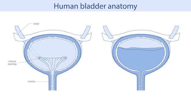La vejiga es un órgano interno humano Anatomía de un órgano humano dibujado a mano