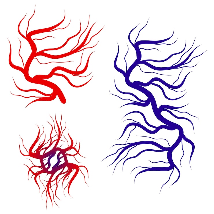 Vector venas y arterias sanguíneas humanas capilares flujo sanguíneo