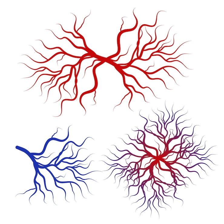 Vector venas y arterias sanguíneas humanas capilares flujo sanguíneo