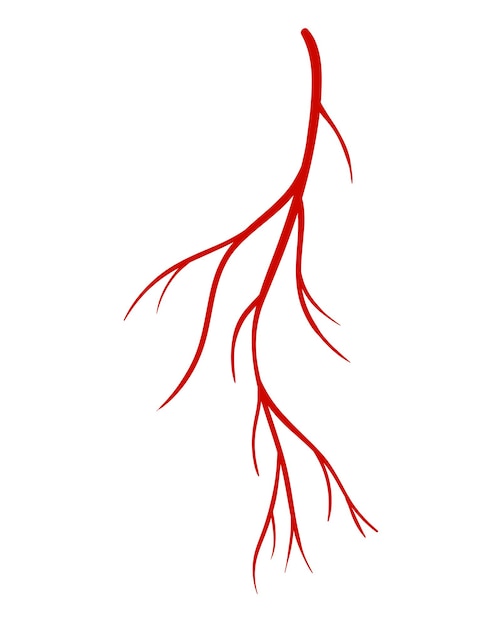 Venas humanas. vaso, arterias o capilares de silueta roja sobre fondo blanco. elemento de anatomía conceptual para la ciencia médica. vector símbolo aislado del sistema sanguíneo