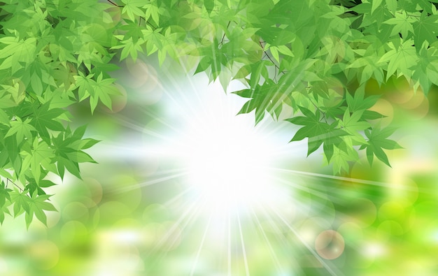 Verano hojas verdes frescas hojas con rayos de sol