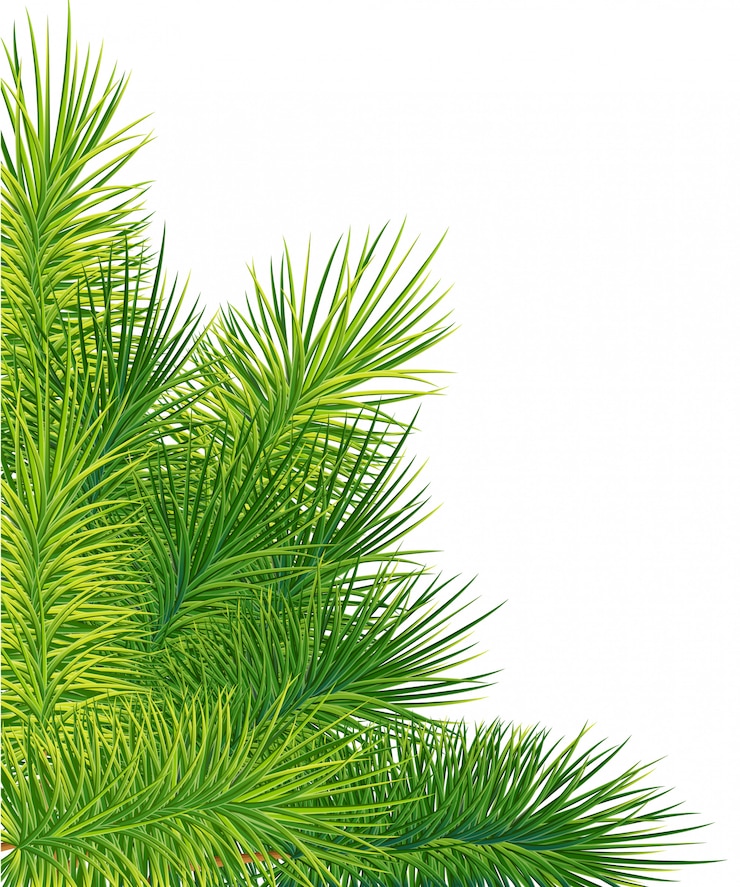 Vector verde exuberante rama de abeto o pino. rama de abeto en elemento de navidad blanca.