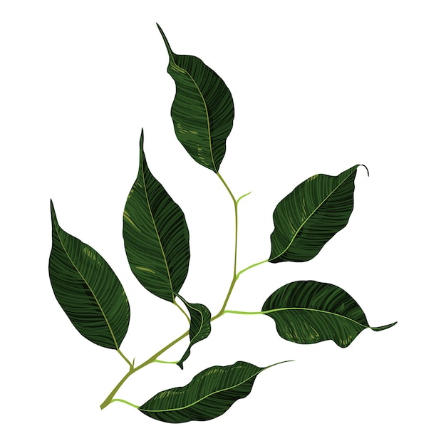 Verde ficus goma planta rama hoja vector arte