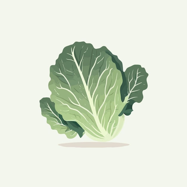 Verdura de hojas verdes grandes de repollo Alimentos orgánicos frescos y saludables para ensalada