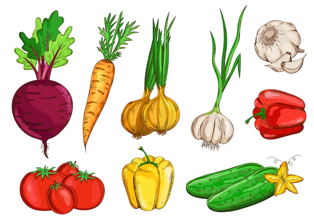 Verduras aisladas sobre fondo blanco