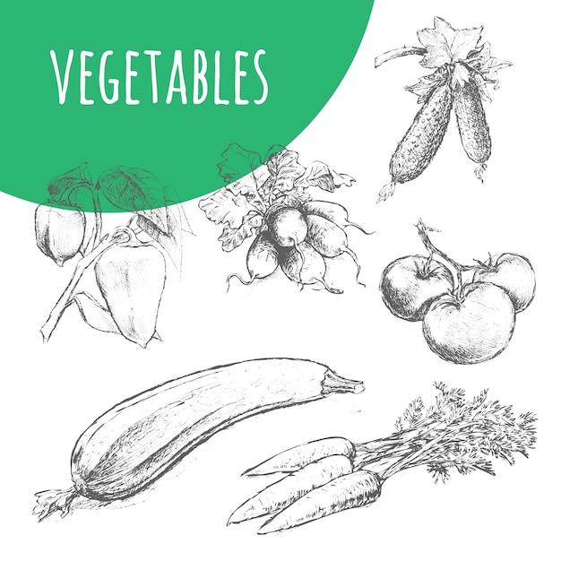 Verduras boceto ilustración a lápiz. comida vegetariana orgánica.