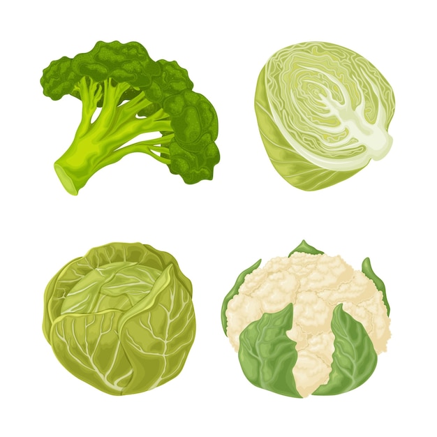 Verduras Un conjunto de verduras como el repollo, el brócoli y la coliflor Productos vegetarianos vitamínicos Productos agrícolas orgánicos Ilustración vectorial sobre un fondo blanco