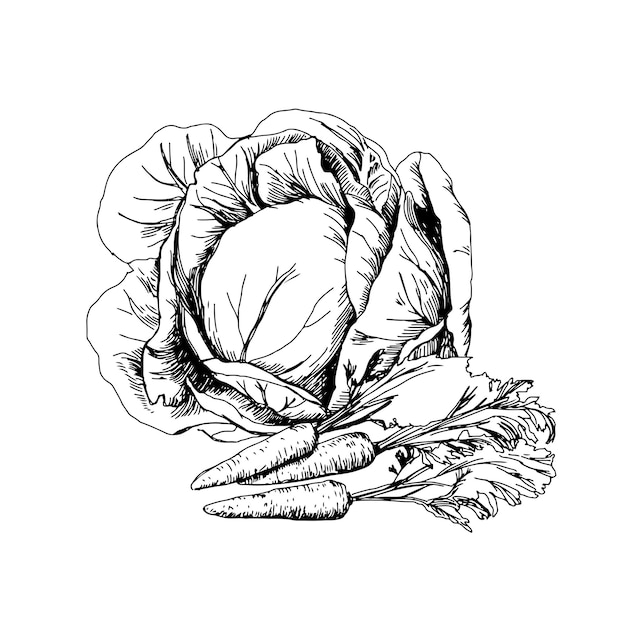 Verduras dibujadas a mano repollo Ilustración vectorial en blanco y negro aislada sobre fondo blanco