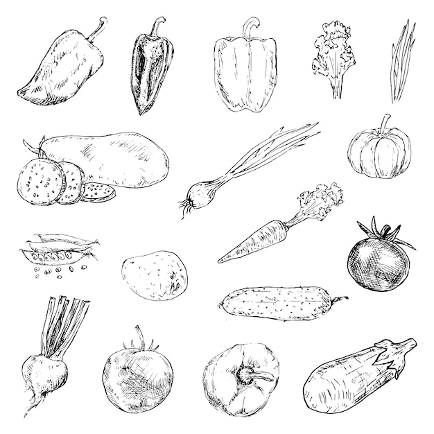 Verduras dibujadas a mano set garabatos. Iconos de estilo de dibujo. Elemento de decoración. Aislado sobre fondo blanco. Diseño plano. Ilustración vectorial.