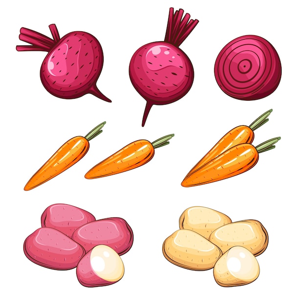 Vector verduras frescas ilustración mezcla de verduras patata remolacha y zanahoria