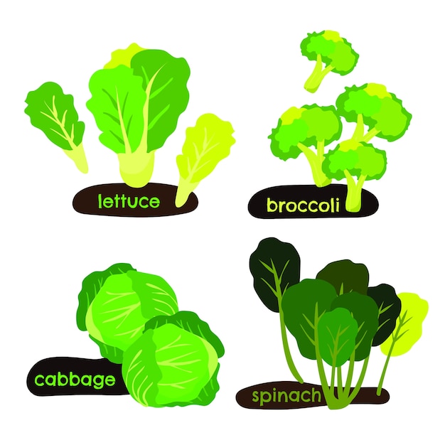 Vector verduras frescas orgánicas aisladas