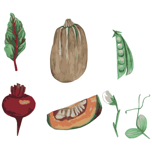 Vector verduras de la huerta ilustración acuarela ilustración botánica