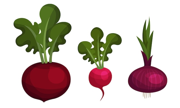 Vector verduras maduras con conjunto vectorial de bulbos de remolacha y cebolla