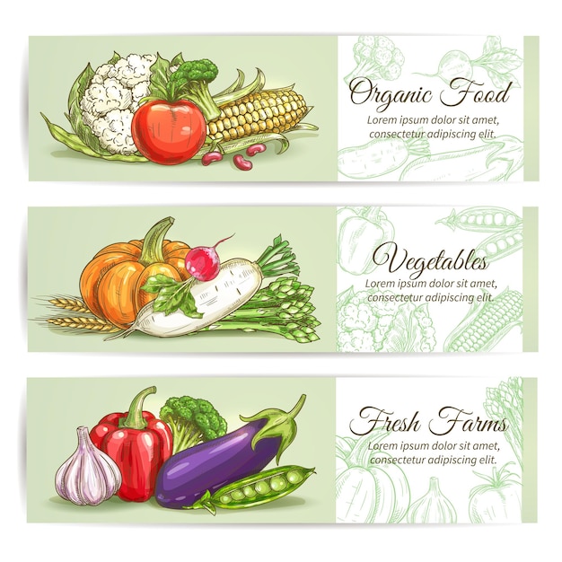 Verduras orgánicas frescas de granja