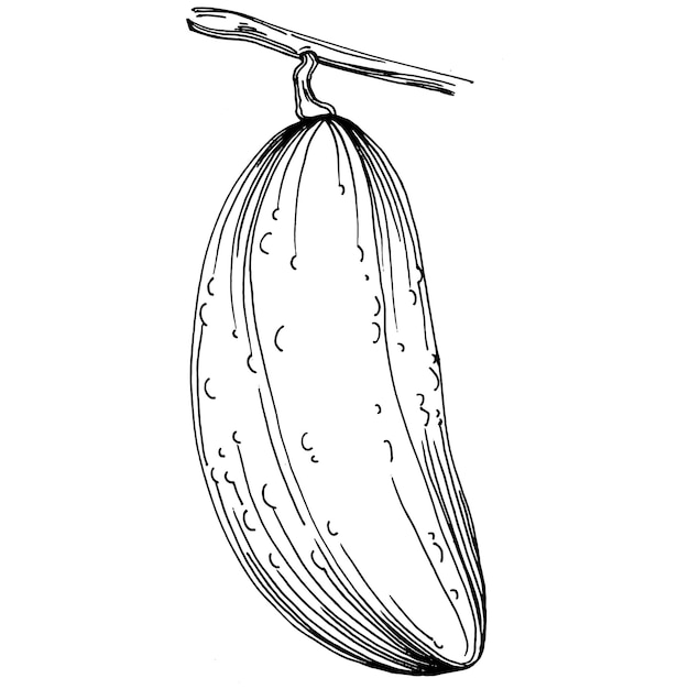 Verduras de pepino dibujo ilustración vectorial. Estilo grabado. Producto en el mercado agrícola. El mejor situado para menú de diseño, etiqueta, insignias, pancartas y promoción.