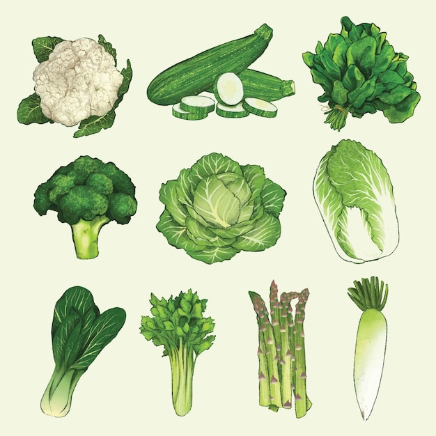 Verduras verdes conjunto ilustración vectorial