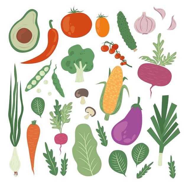 VerdurasVector ilustraciones de alimentos tomate remolacha laurel pimienta berenjena pepino brócoli zanahoria calabaza aguacate cebolla y romero