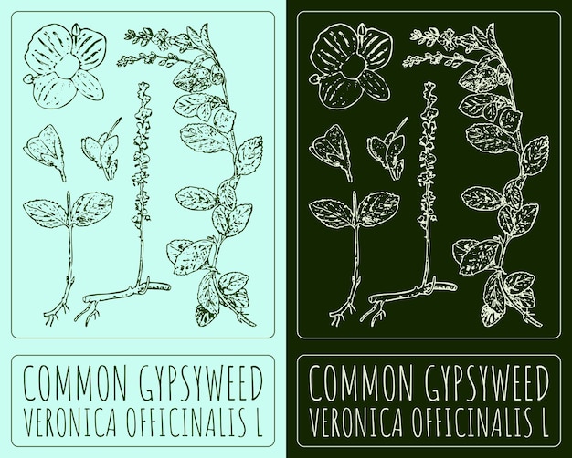 Veronika 2711ai izDibujo vectorial GYPSYWEED COMUN Ilustración a mano El nombre latino es VERONICA OFFICINALIS L