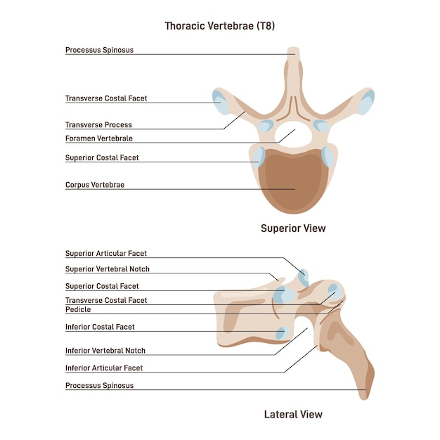 Vector vértebra torácica segmento medio de la columna vertebral superior