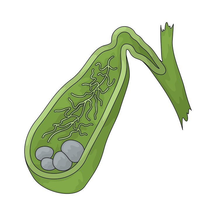 Vector vesícula biliar